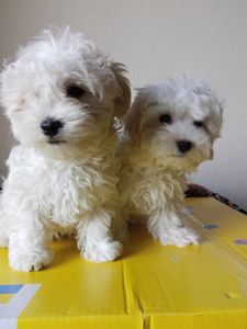 Щенки Мальтезе