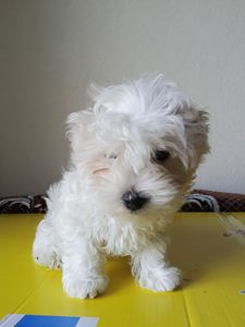 Щенки Мальтезе