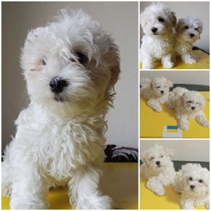 Щенки Мальтезе