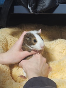 Милі морські свинки 🐹💛