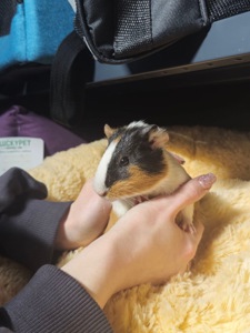 Милі морські свинки 🐹💛