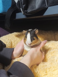 Милі морські свинки 🐹💛