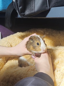 Милі морські свинки 🐹💛