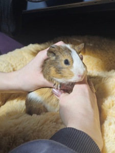 Милі морські свинки 🐹💛