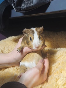 Милі морські свинки 🐹💛