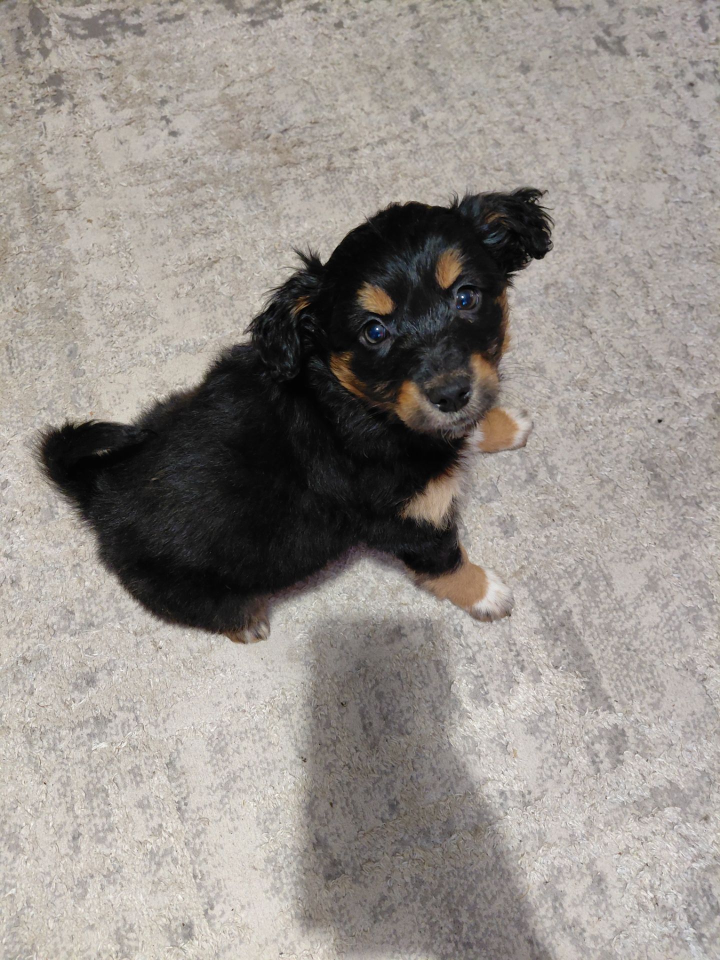 Собачка дівчинка