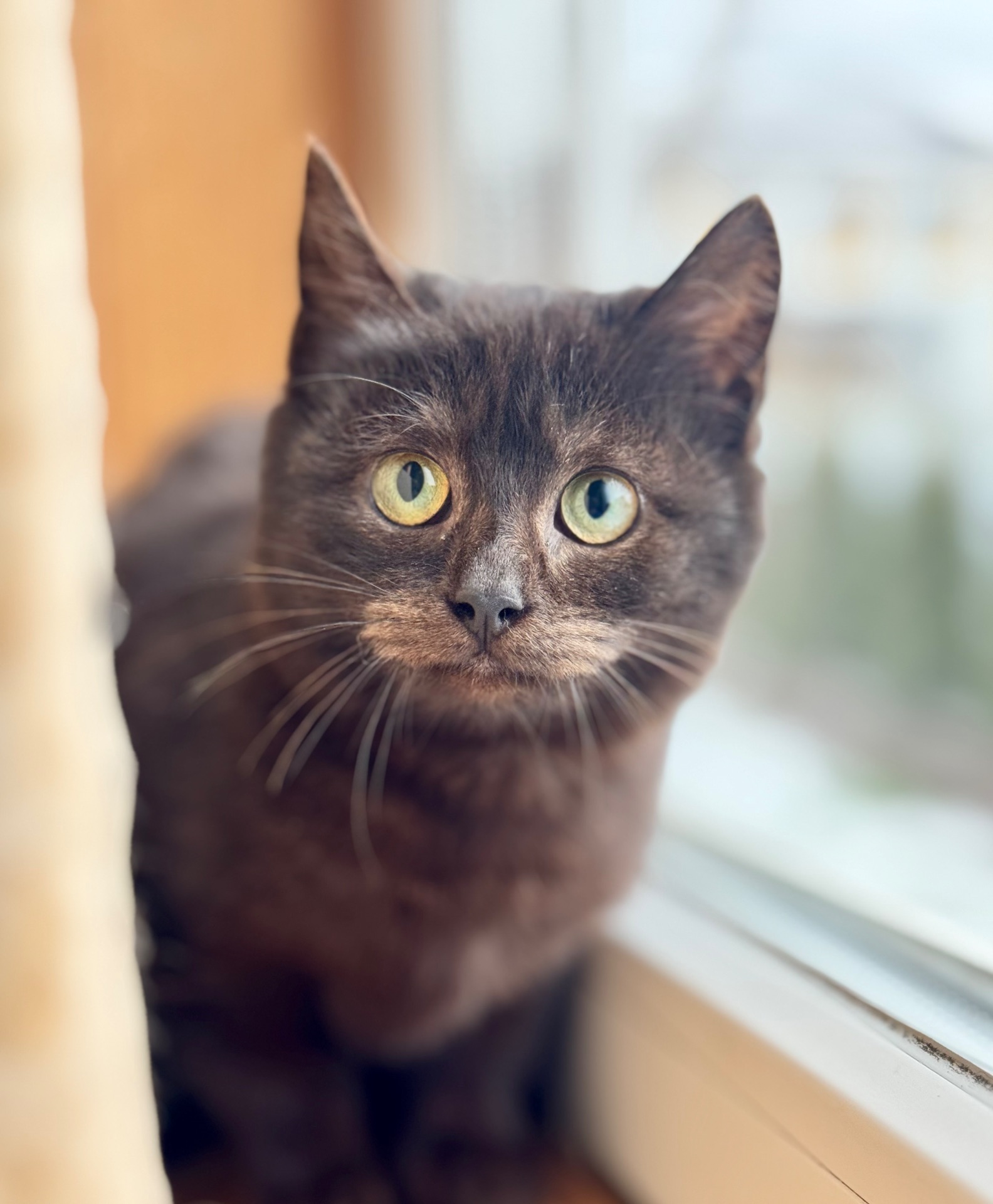 Маленькі кошенята