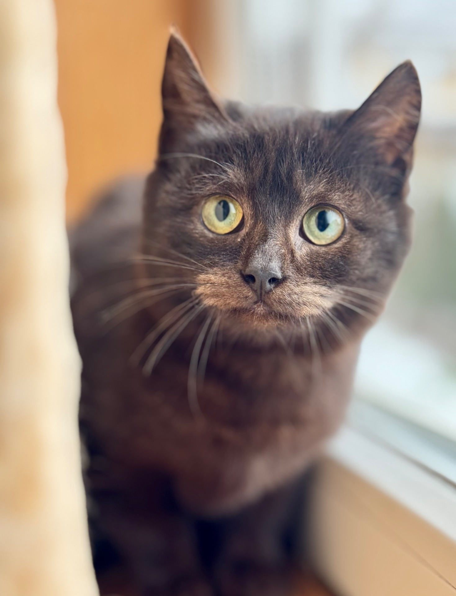 Маленькі кошенята