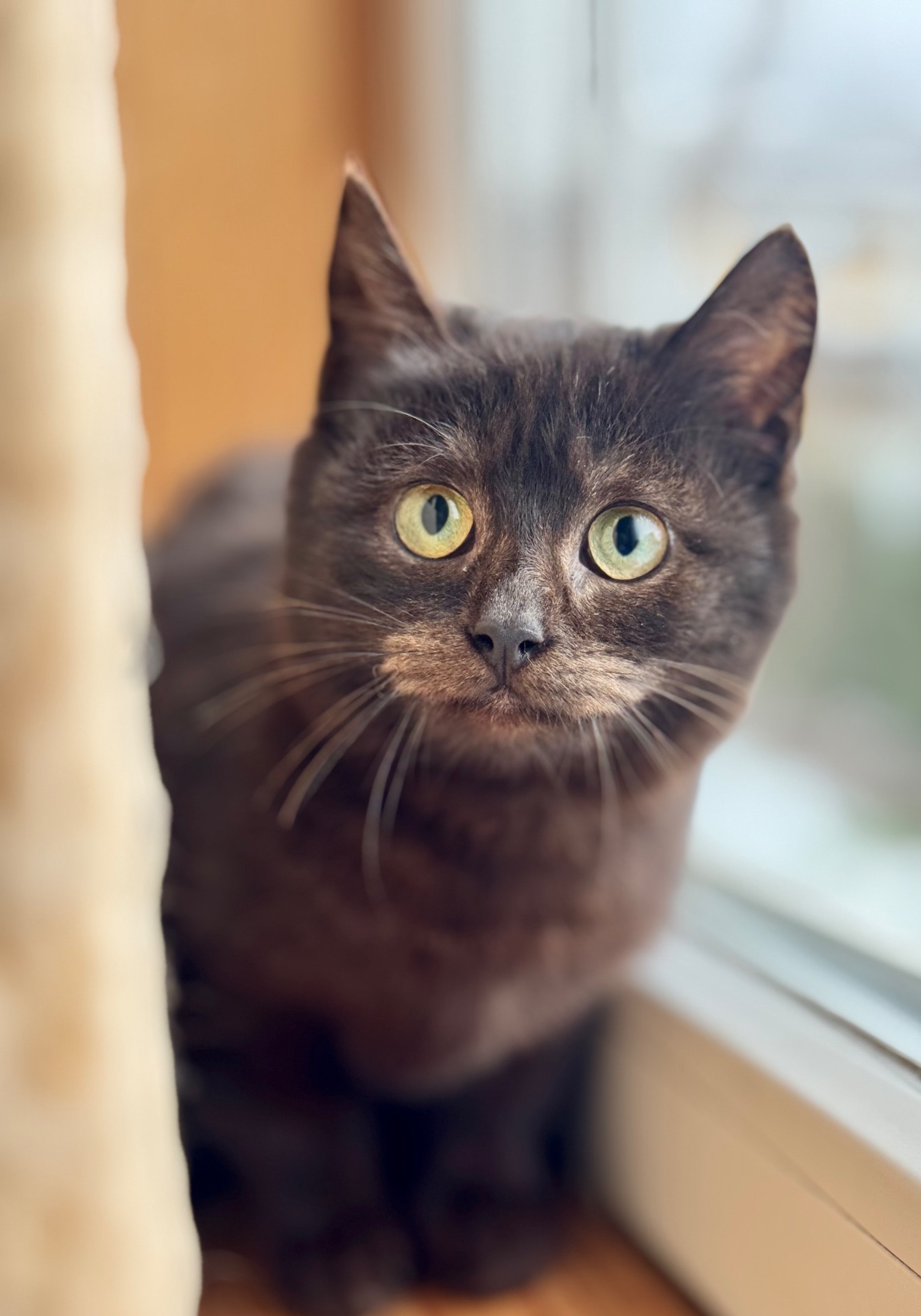 Маленькі кошенята