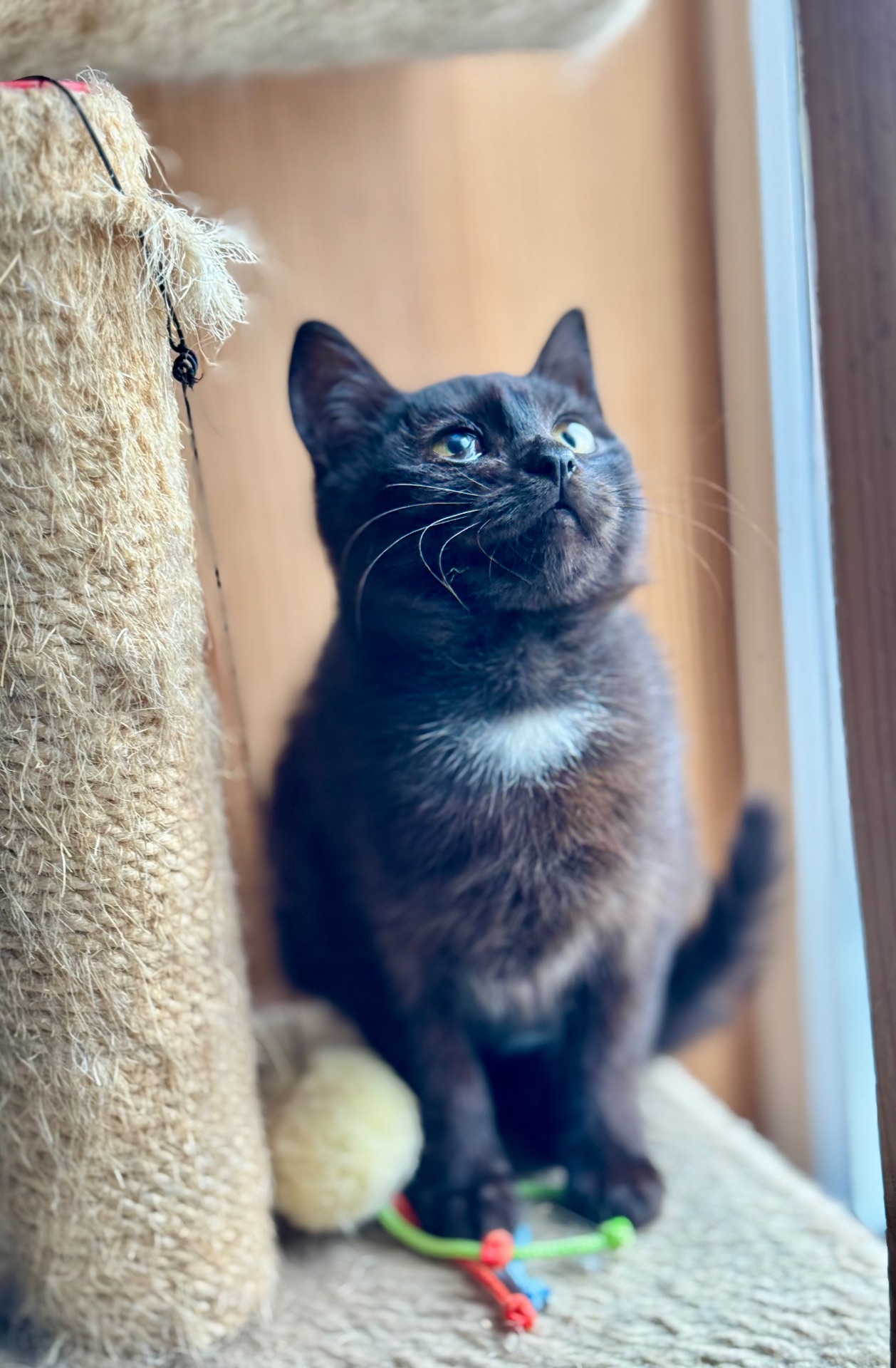 Маленькі кошенята