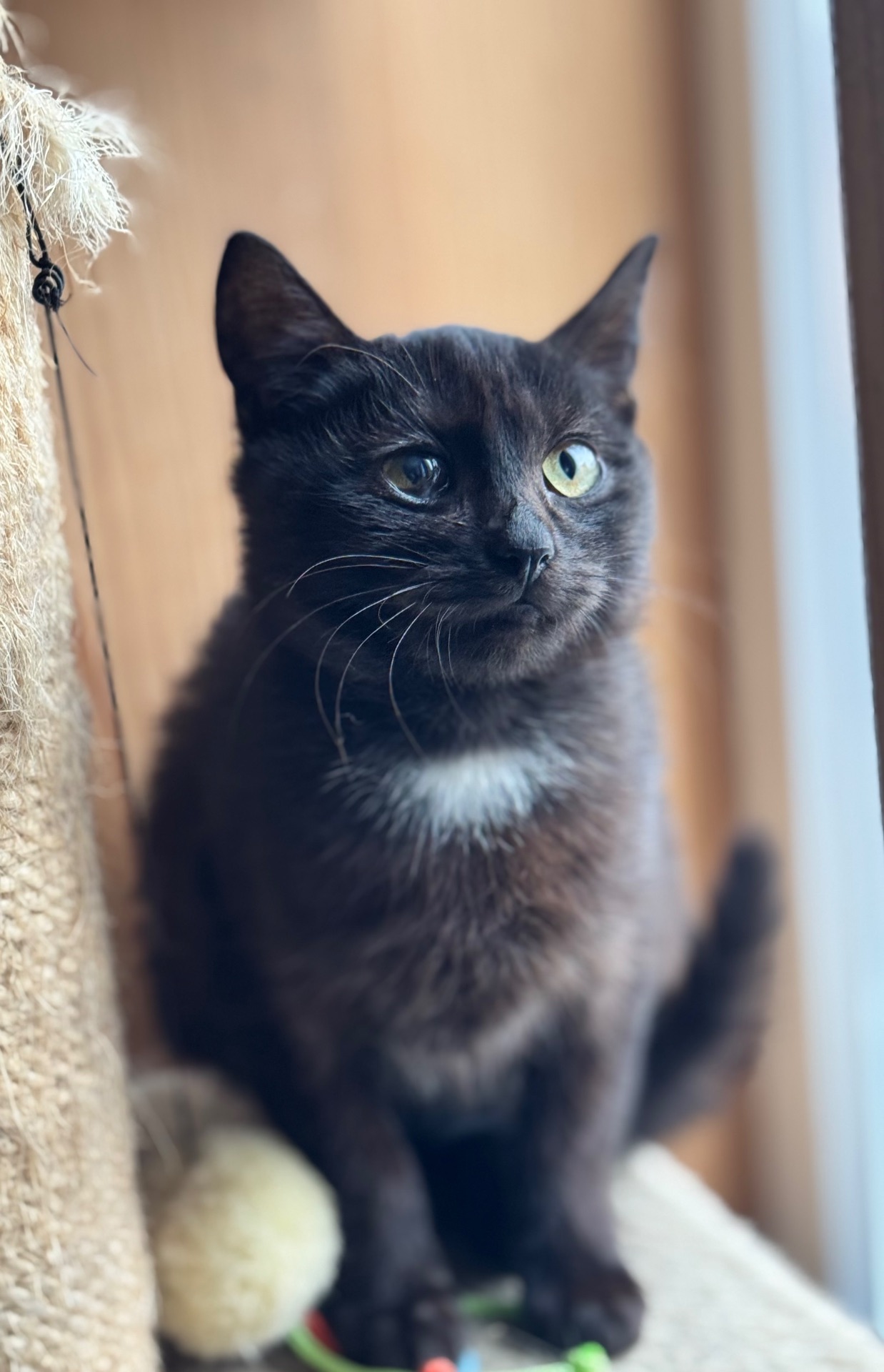 Маленькі кошенята