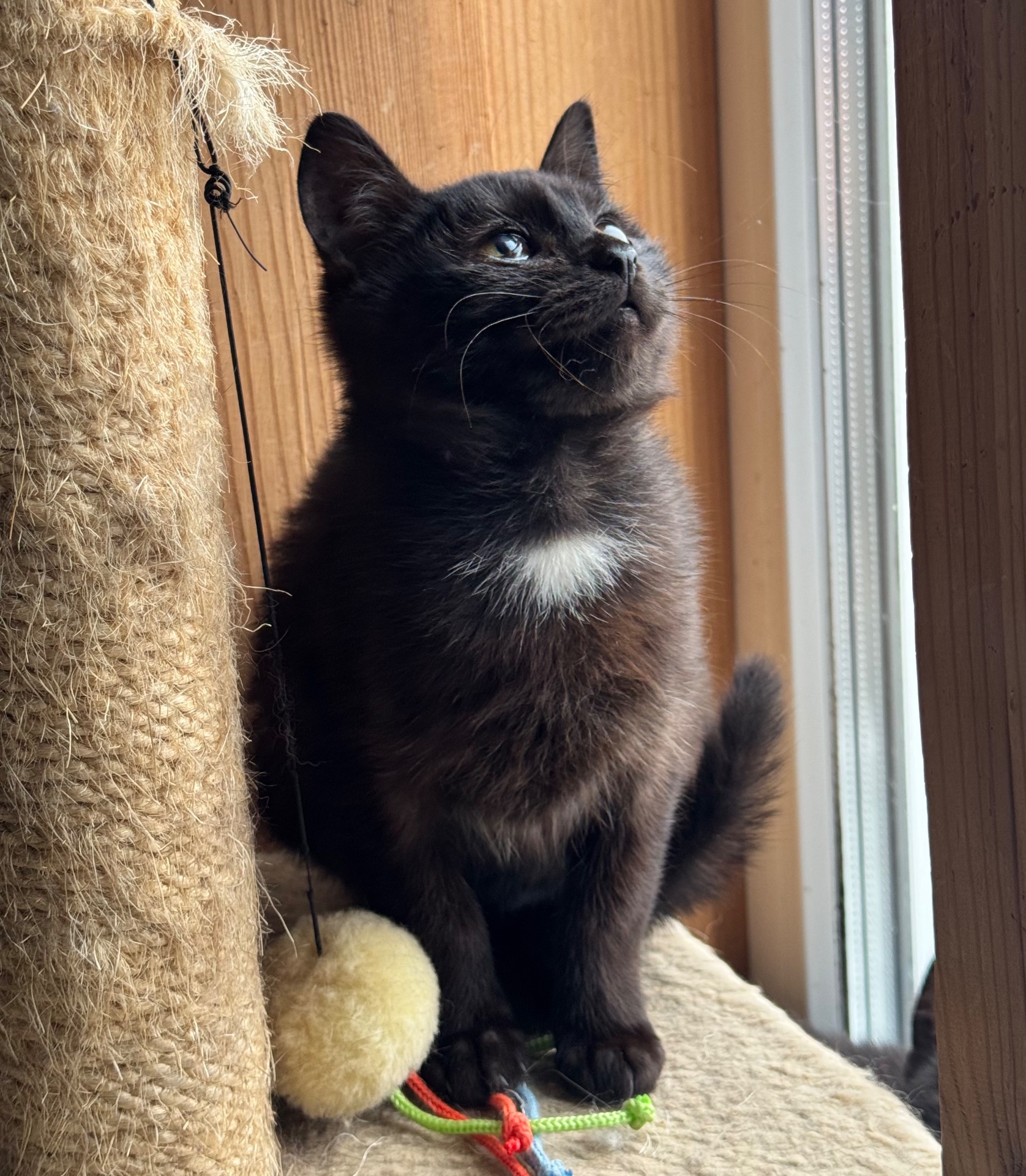 Маленькі кошенята