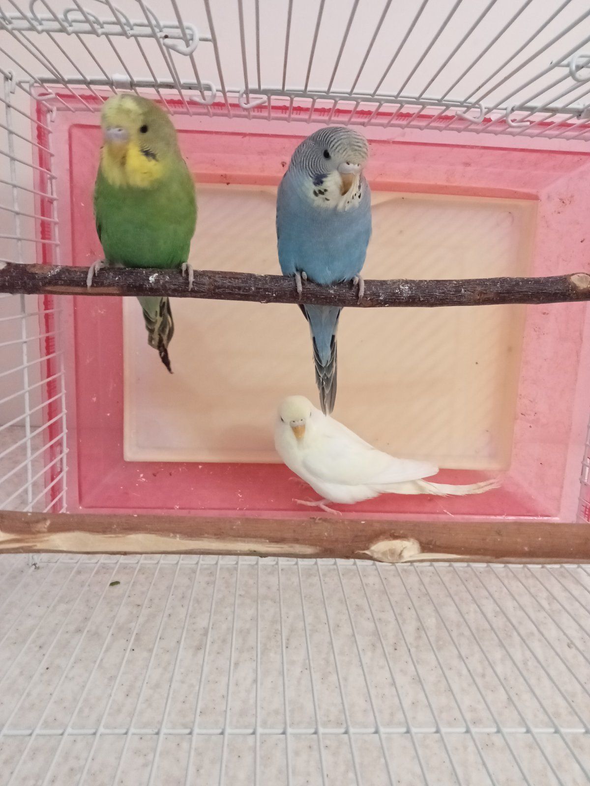 Хвилясті папуги