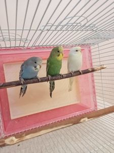 Хвилясті папуги