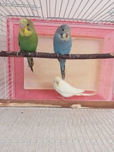 Хвилясті папуги