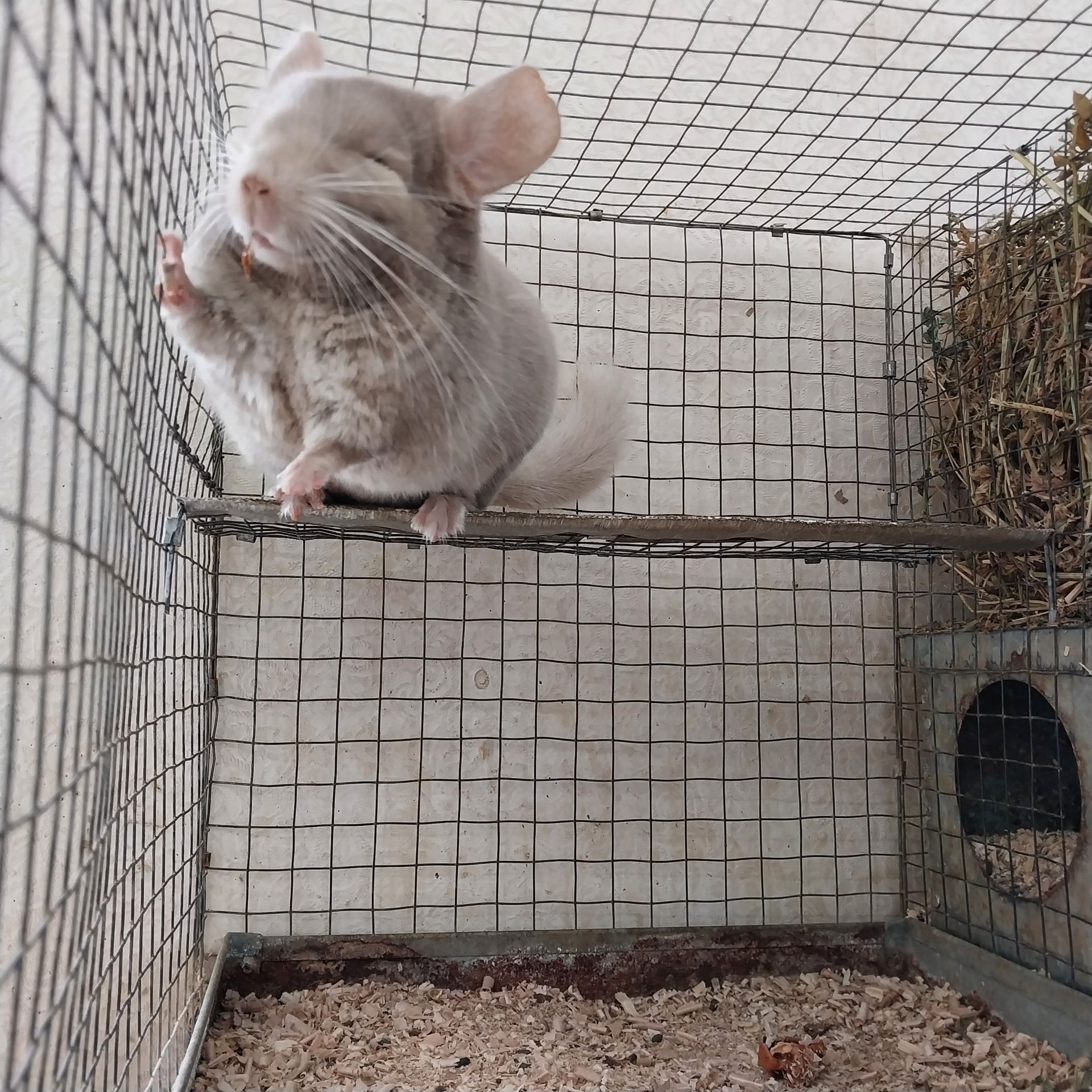 Шиншила хлопчик кольору гомо пастель