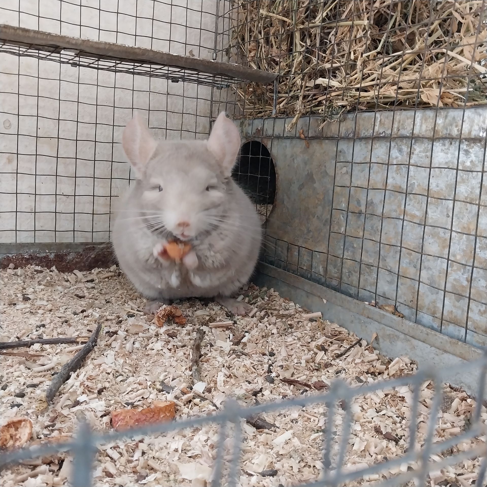 Шиншила хлопчик кольору гомо пастель