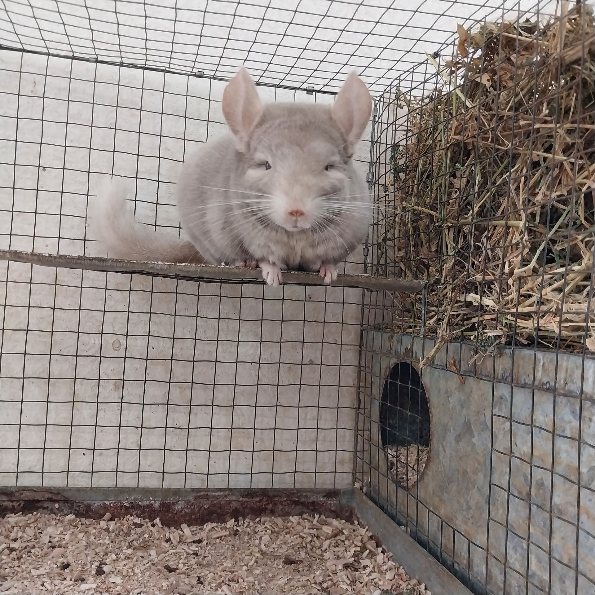 Шиншила хлопчик кольору гомо пастель