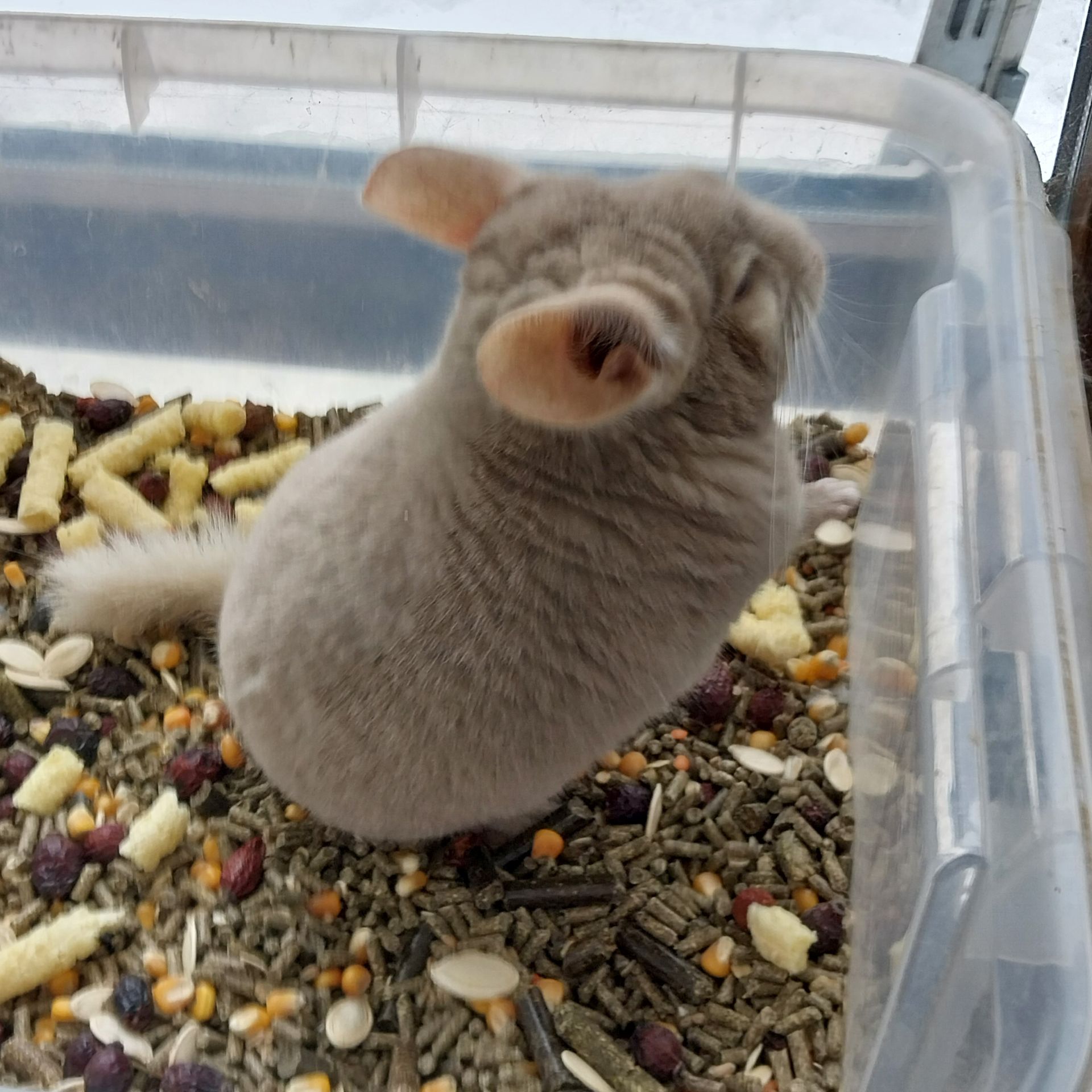 Шиншила хлопчик кольору гомо пастель