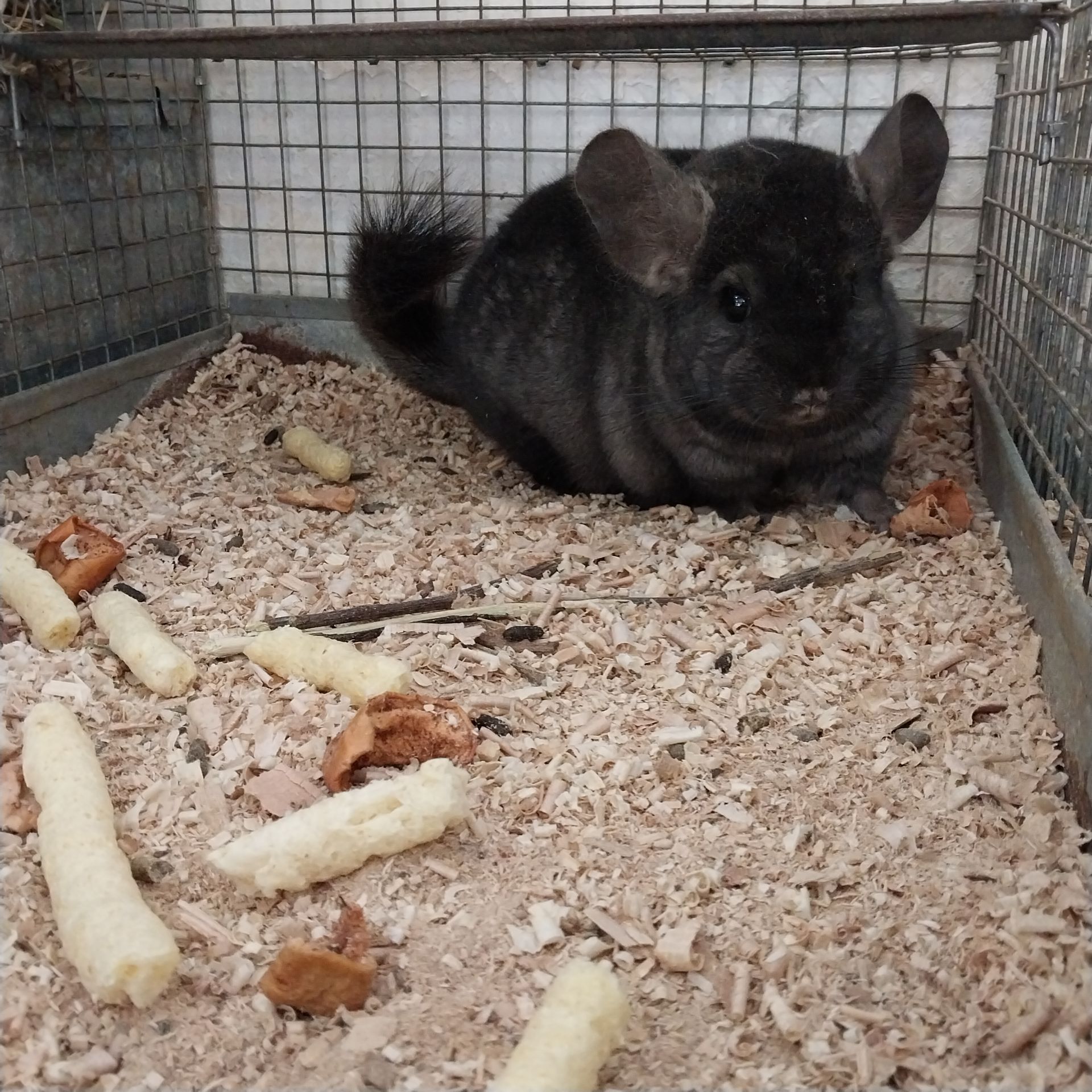 Шиншила хлопчик окраса оксамитовий ебоні