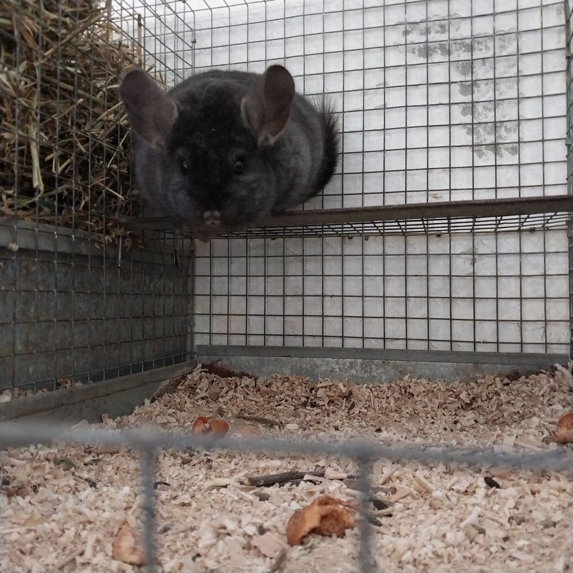 Шиншила хлопчик окраса оксамитовий ебоні