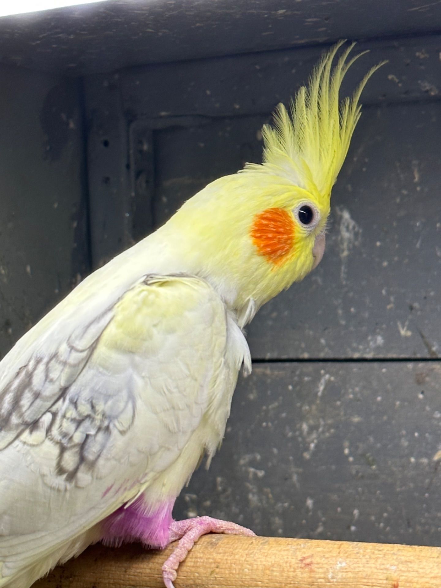 Ручные птенцы попугаев Корелла для разговора