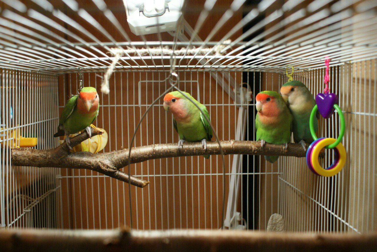 Хорошенькие попугаи Неразлучники птенцы молодые