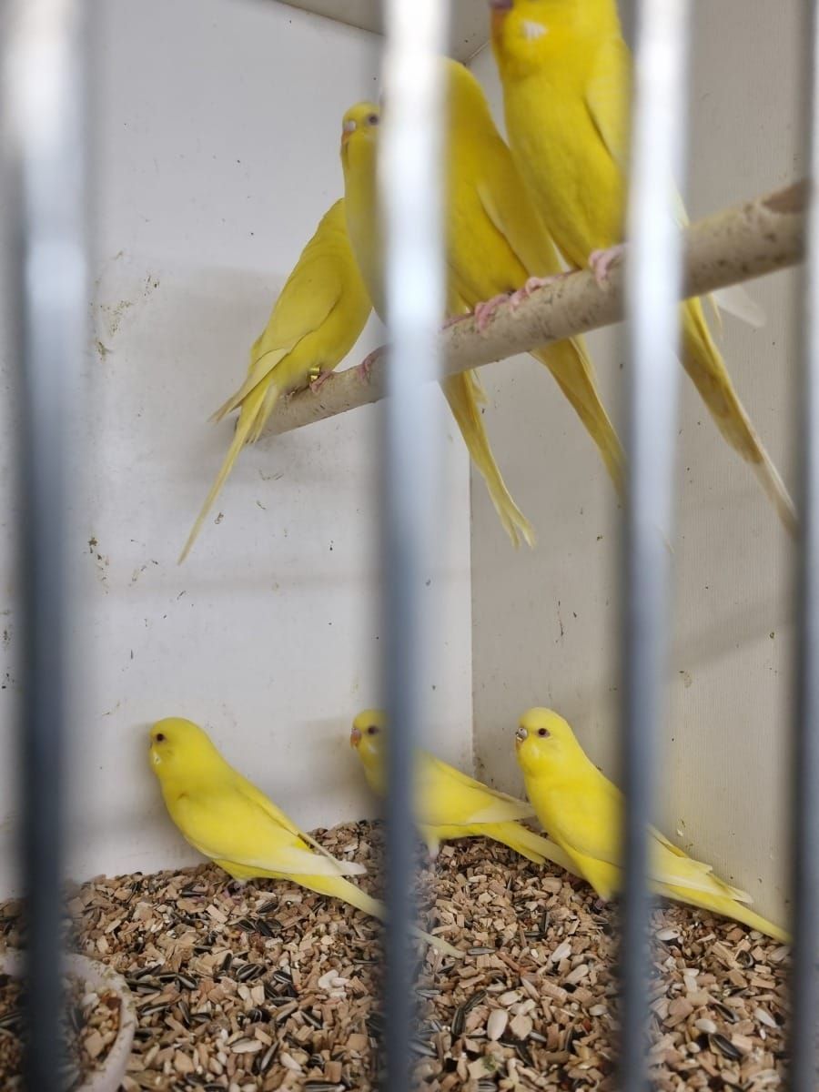 Волнистые попугаи. Маленькие и умные попугайчики