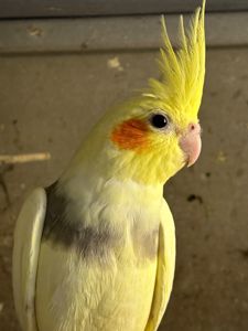 Ручные птенцы попугаев Корелла для разговора