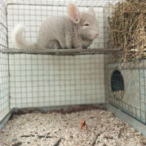 Шиншила хлопчик кольору гомо пастель