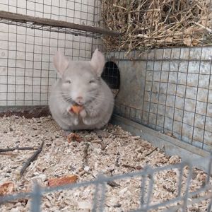 Шиншила хлопчик кольору гомо пастель