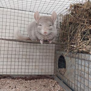 Шиншила хлопчик кольору гомо пастель