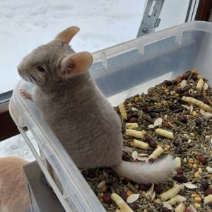 Шиншила хлопчик кольору гомо пастель