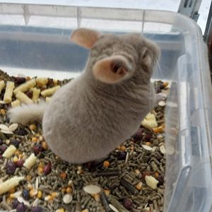 Шиншила хлопчик кольору гомо пастель