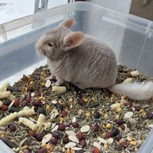 Шиншила хлопчик кольору гомо пастель