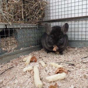 Шиншила хлопчик окраса оксамитовий ебоні