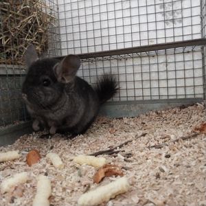 Шиншила хлопчик окраса оксамитовий ебоні