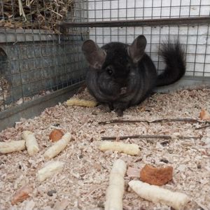 Шиншила хлопчик окраса оксамитовий ебоні