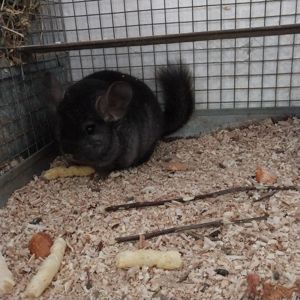 Шиншила хлопчик окраса оксамитовий ебоні