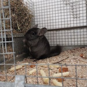 Шиншила хлопчик окраса оксамитовий ебоні