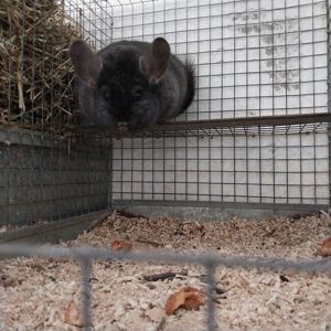 Шиншила хлопчик окраса оксамитовий ебоні