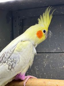Ручные птенцы попугаев Корелла для разговора