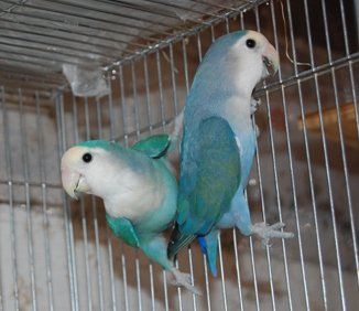 Хорошенькие попугаи Неразлучники птенцы молодые