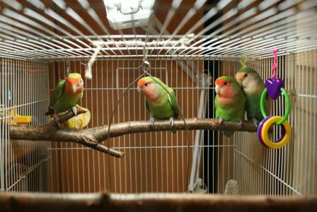 Хорошенькие попугаи Неразлучники птенцы молодые