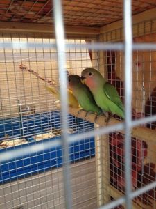 Хорошенькие попугаи Неразлучники птенцы молодые