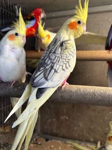 Ручные птенцы попугаев Корелла для разговора