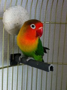 Хорошенькие попугаи Неразлучники птенцы молодые