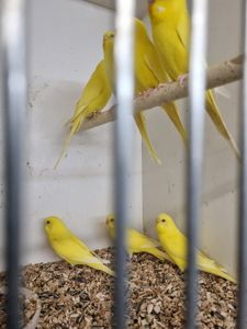 Волнистые попугаи. Маленькие и умные попугайчики