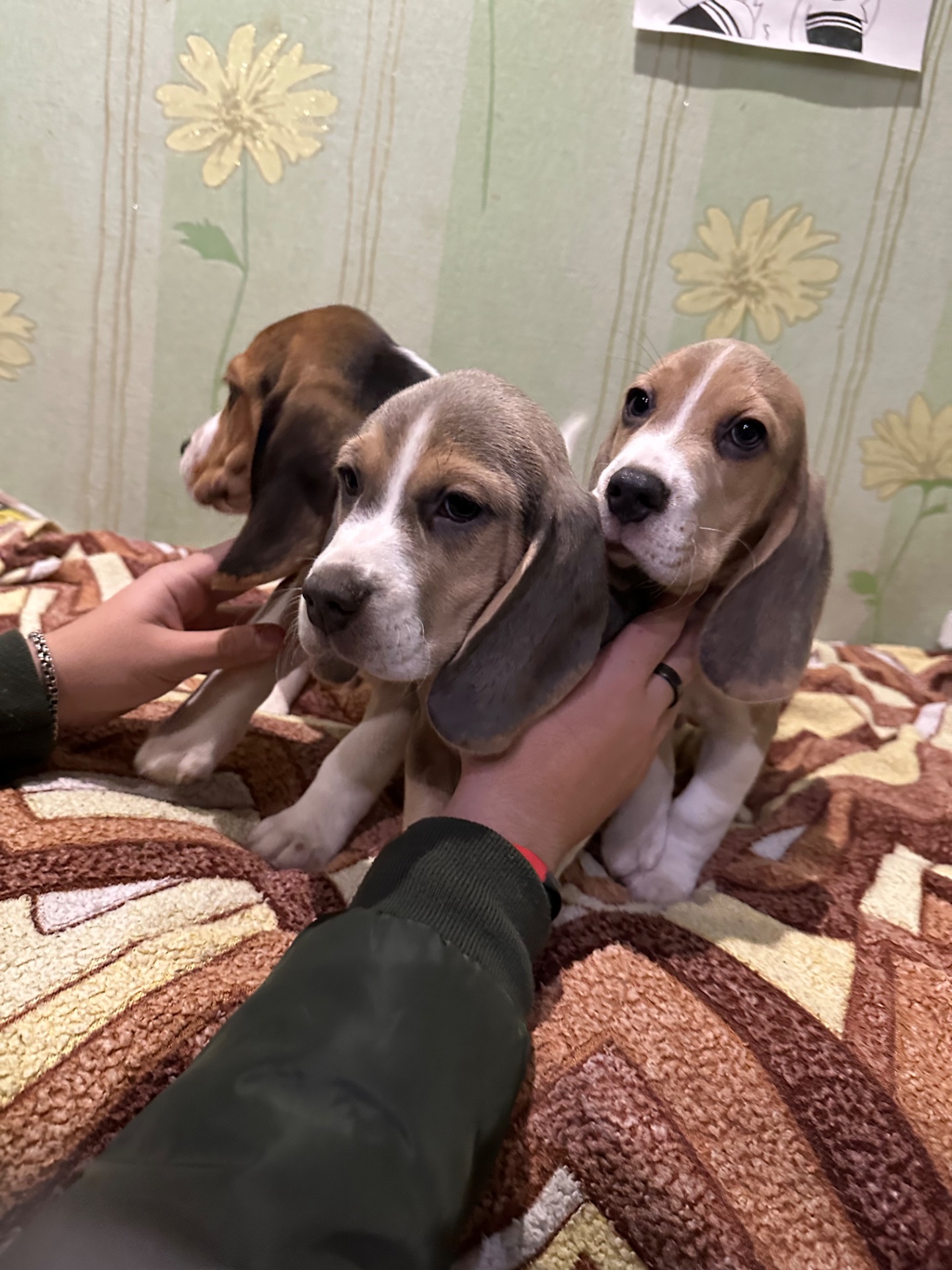 Клубные щенки Бигль!