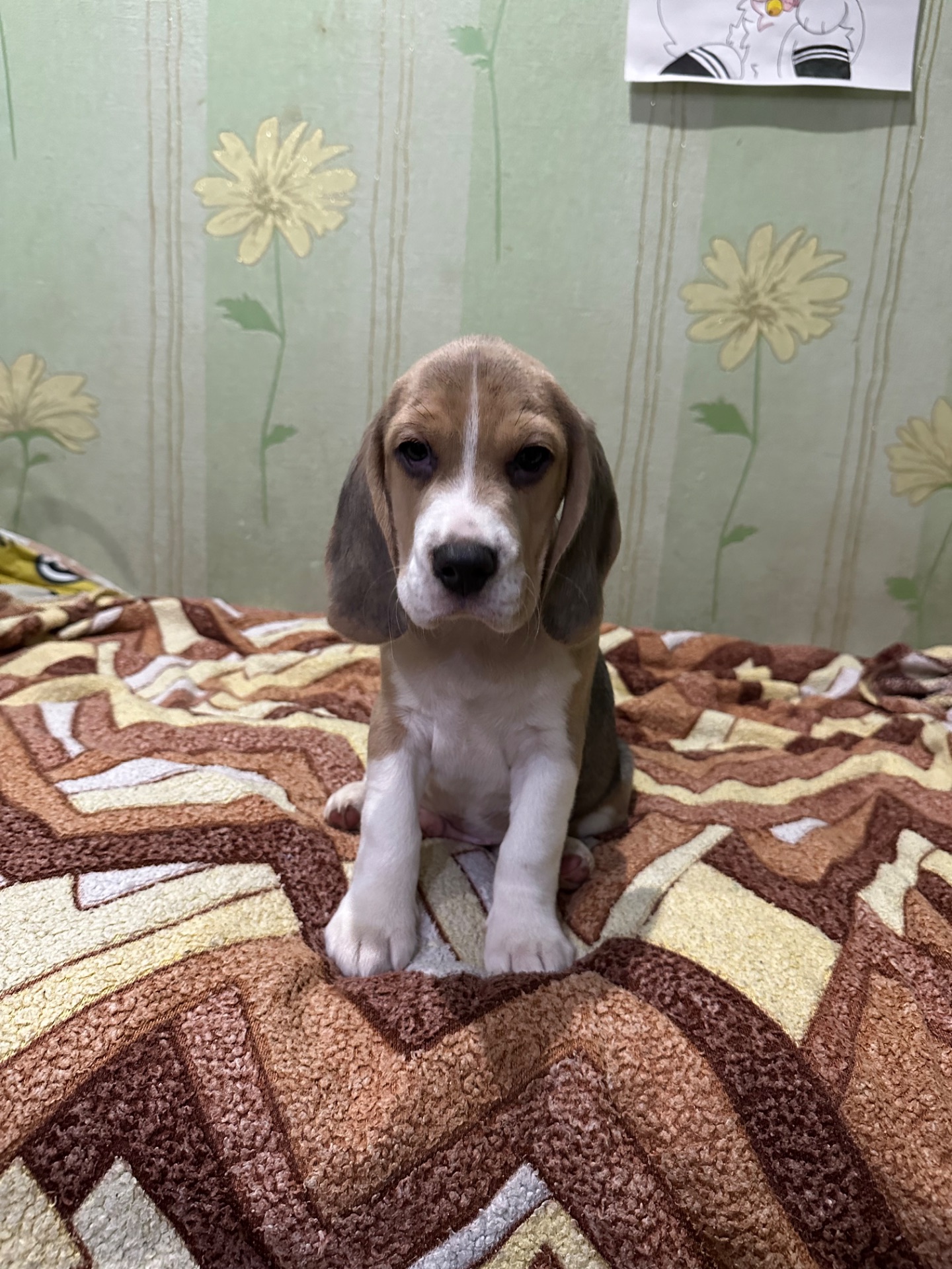 Клубные щенки Бигль!